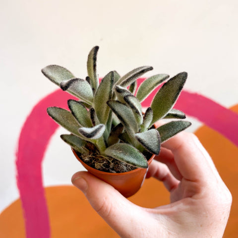 Kalanchoe tomentosa 'Nigra' - Sprouts of Bristol