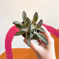 Kalanchoe tomentosa 'Nigra' - Sprouts of Bristol