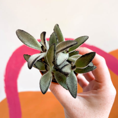 Kalanchoe tomentosa 'Nigra' - Sprouts of Bristol