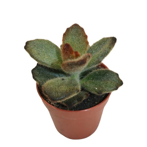 Kalanchoe tomentosa 'Teddy Bear' - Sprouts of Bristol