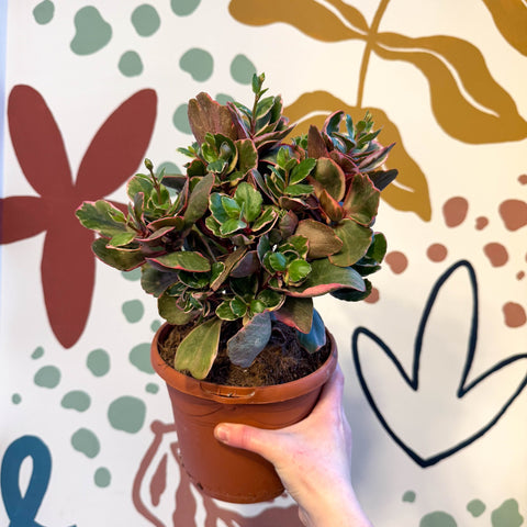 Kalanchoe 'Variegata Multicolor' - Sprouts of Bristol