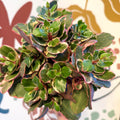 Kalanchoe 'Variegata Multicolor' - Sprouts of Bristol