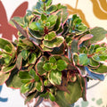 Kalanchoe 'Variegata Multicolor' - Sprouts of Bristol