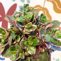 Kalanchoe 'Variegata Multicolor' - Sprouts of Bristol