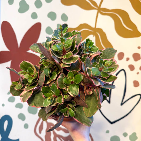 Kalanchoe 'Variegata Multicolor' - Sprouts of Bristol