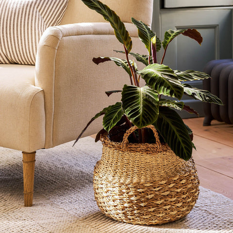 Kingsmead Belly Basket Pot in Seagrass - Sprouts of Bristol