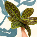 Labisia obtusifolia ‘Kura Kura’ - Turtle Back Plant - Sprouts of Bristol