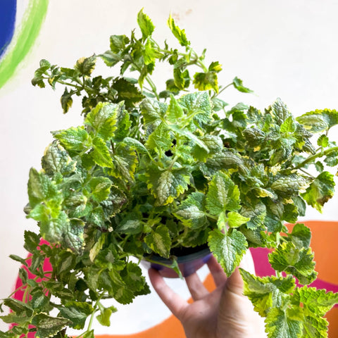 Lamium maculatum 'Golden Anniversary' - Dead Nettles - British Grown - Sprouts of Bristol