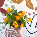 Lantana camara ‘Bandana Orange Sunrise’ - Shrub Verbena - British Grown - Sprouts of Bristol