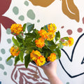Lantana camara ‘Bandana Orange Sunrise’ - Shrub Verbena - British Grown - Sprouts of Bristol