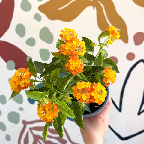 Lantana camara ‘Bandana Orange Sunrise’ - Shrub Verbena - British Grown - Sprouts of Bristol