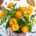 Lantana camara ‘Bandana Orange Sunrise’ - Shrub Verbena - British Grown - Sprouts of Bristol