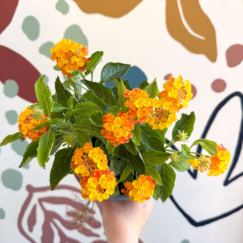 Lantana camara ‘Bandana Orange Sunrise’ - Shrub Verbena - British Grown - Sprouts of Bristol