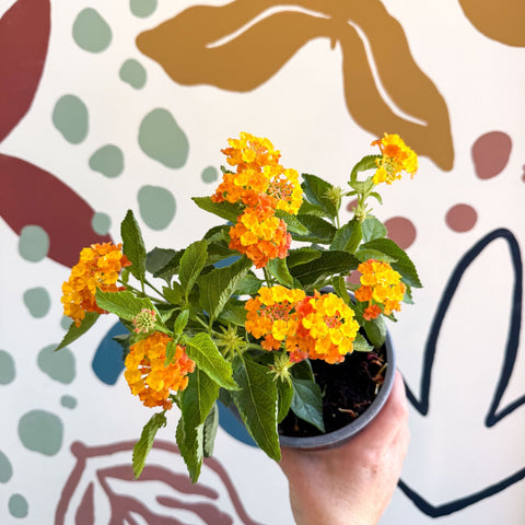 Lantana camara ‘Bandana Orange Sunrise’ - Shrub Verbena - British Grown - Sprouts of Bristol