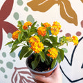Lantana camara ‘Bandana Orange Sunrise’ - Shrub Verbena - British Grown - Sprouts of Bristol