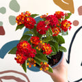 Lantana camara ‘Bandana Red’ - Shrub Verbena - British Grown - Sprouts of Bristol