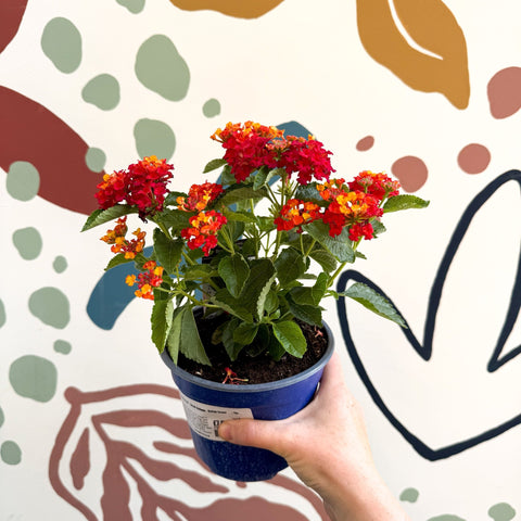 Lantana camara ‘Bandana Red’ - Shrub Verbena - British Grown - Sprouts of Bristol