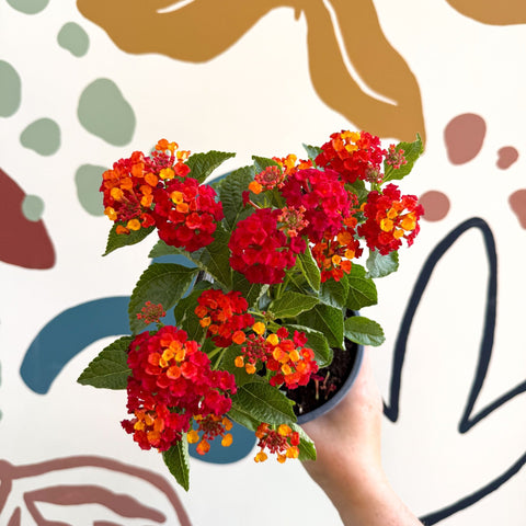 Lantana camara ‘Bandana Red’ - Shrub Verbena - British Grown - Sprouts of Bristol