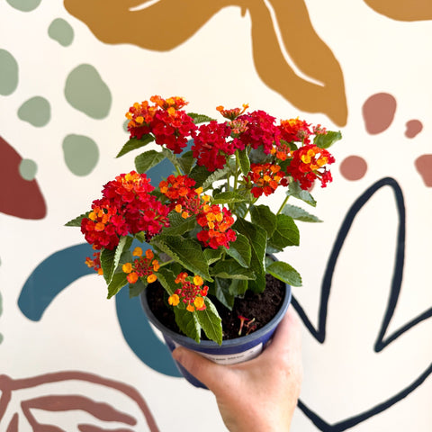Lantana camara ‘Bandana Red’ - Shrub Verbena - British Grown - Sprouts of Bristol