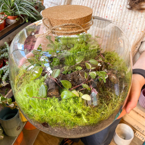 Large Closed Bowl - Bioactive Terrarium - Sprouts of Bristol