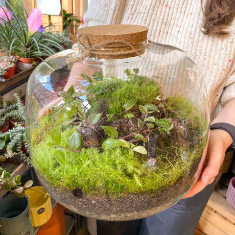 Large Closed Bowl - Bioactive Terrarium - Sprouts of Bristol