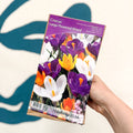 Large Flowered Crocus Mixed – Crocus Bulbs – Pack of 15 - Sprouts of Bristol