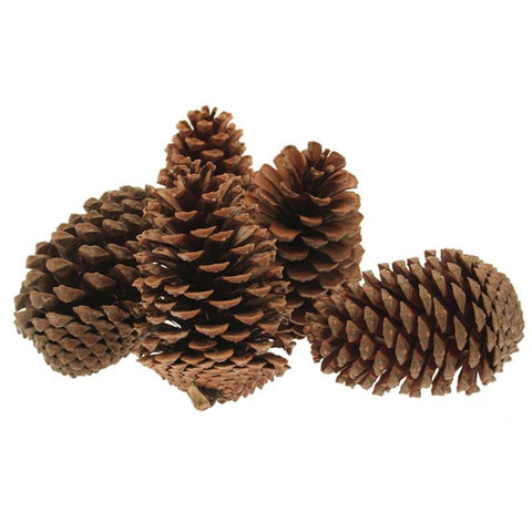 Large Maritima Pine Cones – Christmas Crafting & Festive Decoration - Sprouts of Bristol