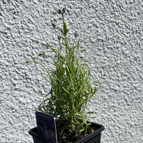 Lavandula angustifolia 'Aromatico' - English Lavender - British Grown - Sprouts of Bristol