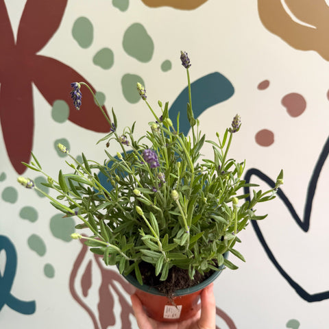 Lavandula angustifolia 'Avignon Blue' - English Lavender - Sprouts of Bristol