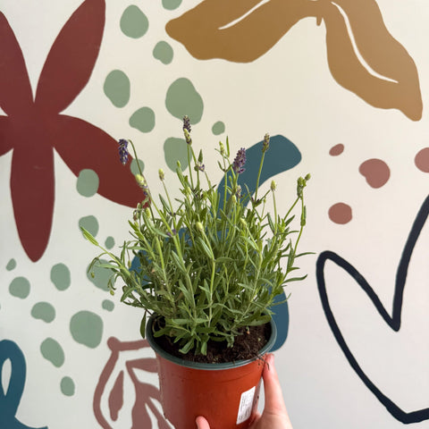 Lavandula angustifolia 'Avignon Blue' - English Lavender - Sprouts of Bristol