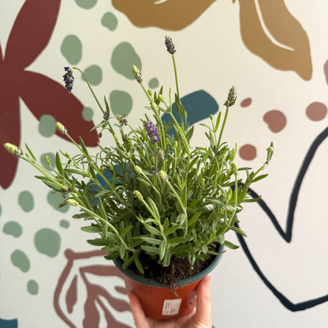 Lavandula angustifolia 'Avignon Blue' - English Lavender - Sprouts of Bristol