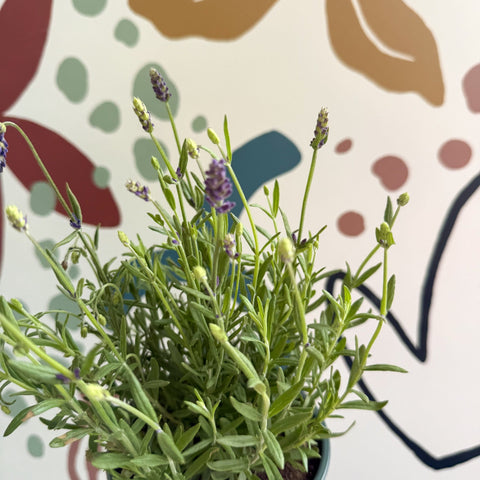 avignon lavender plant Lavandula angustifolia 'Avignon Blue'