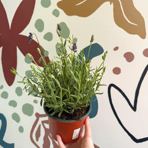 Lavandula angustifolia 'Avignon Blue' - English Lavender - Sprouts of Bristol