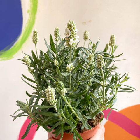 english lavender house plant Lavandula angustifolia 'Ellagance Ice'