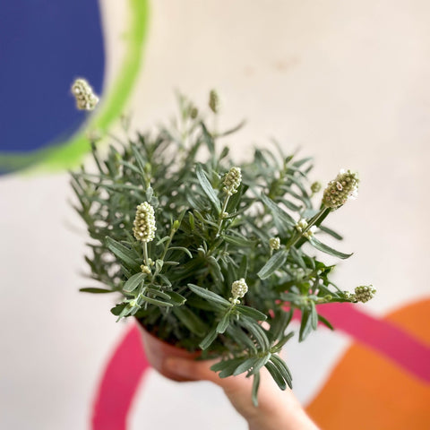 Lavandula angustifolia ‘Ellagance Ice’ - White English Lavender - Sprouts of Bristol