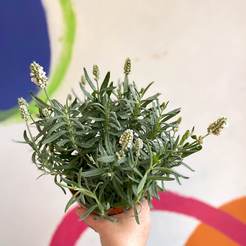 Lavandula angustifolia ‘Ellagance Ice’ - White English Lavender - Sprouts of Bristol