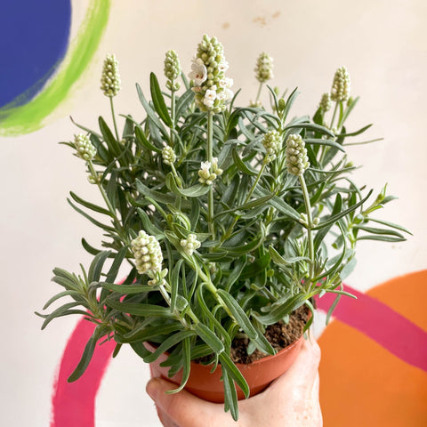 Lavandula angustifolia ‘Ellagance Ice’ - White English Lavender - Sprouts of Bristol