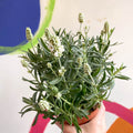 Lavandula angustifolia ‘Ellagance Ice’ - White English Lavender - Sprouts of Bristol