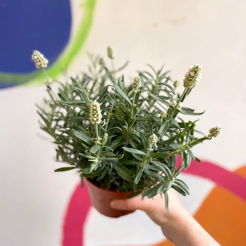 Lavandula angustifolia ‘Ellagance Ice’ - White English Lavender - Sprouts of Bristol