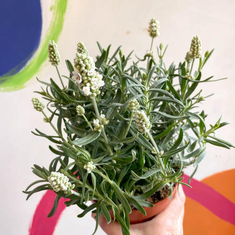 ellagance ice lavender plants Lavandula angustifolia 'Ellagance Ice'