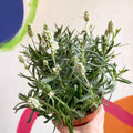 Lavandula angustifolia ‘Ellagance Ice’ - White English Lavender - Sprouts of Bristol