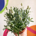 Lavandula angustifolia ‘Ellagance Ice’ - White English Lavender - Sprouts of Bristol