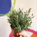 Lavandula angustifolia ‘Ellagance Ice’ - White English Lavender - Sprouts of Bristol