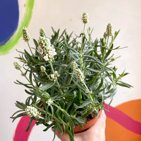 buy lavender plants uk Lavandula angustifolia 'Ellagance Ice'