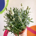 Lavandula angustifolia ‘Ellagance Ice’ - White English Lavender - Sprouts of Bristol