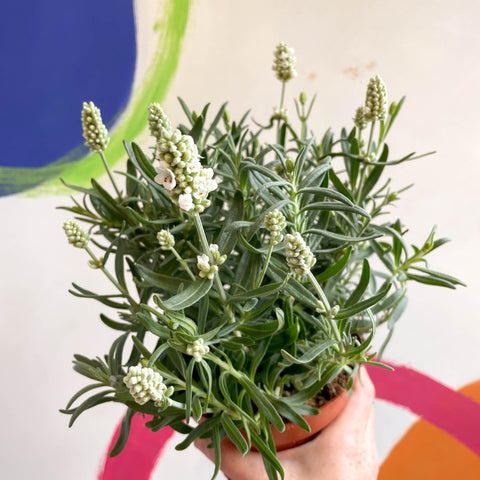 white french lavender plants Lavandula angustifolia 'Ellagance Ice'