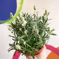 Lavandula angustifolia ‘Ellagance Ice’ - White English Lavender - Sprouts of Bristol