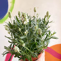 Lavandula angustifolia ‘Ellagance Ice’ - White English Lavender - Sprouts of Bristol