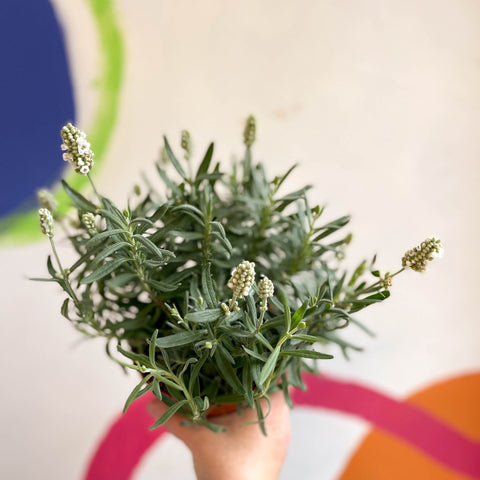 Lavandula angustifolia ‘Ellagance Ice’ - White English Lavender - Sprouts of Bristol