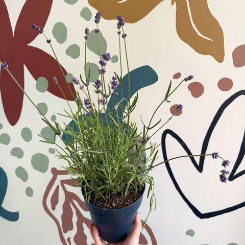 Lavandula angustifolia 'Felice' - English Lavender - Sprouts of Bristol